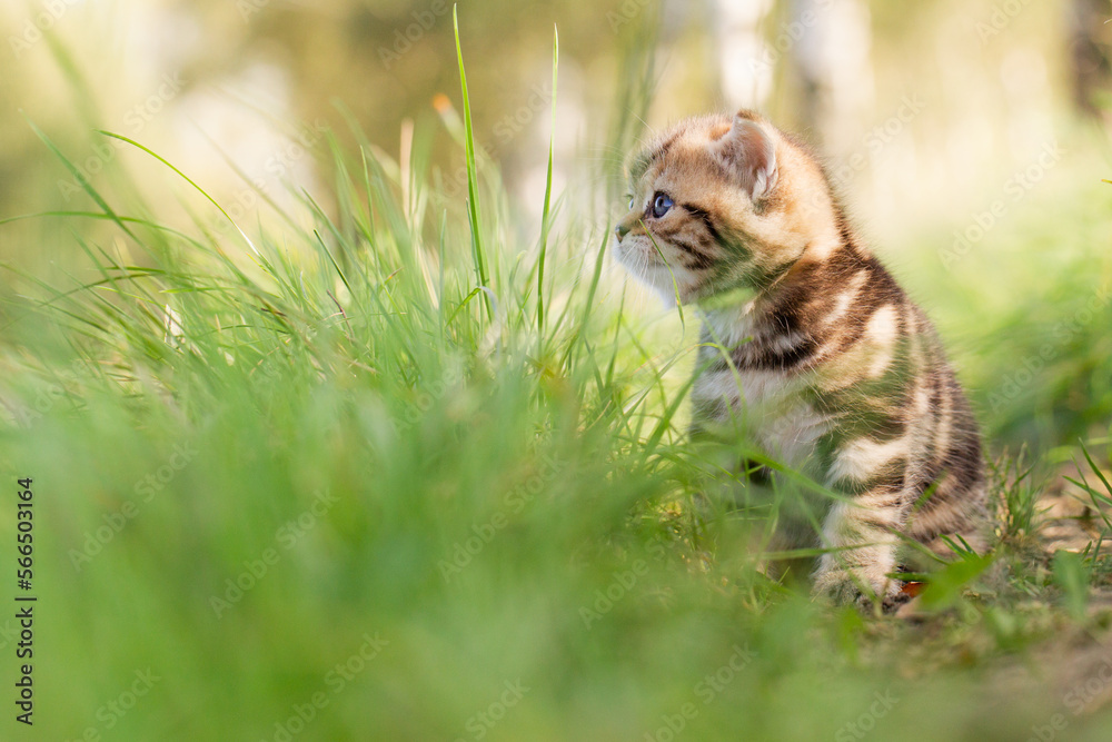 Katze, Britisch Kurzhaar Kätzchen sitzen auf grüner Wiese im Frühling Katze, Britisch Kurzhaar Kätzchen sitzen auf grüner Wiese im Frühling