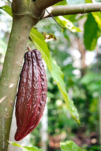 Cocoa pods, cocoa plantation, tending and harvesting, Cocoa fruit Theobroma cacao on a tree.