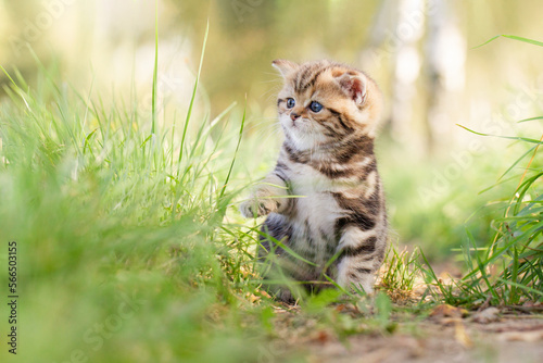 Katze, Britisch Kurzhaar Kätzchen sitzen auf grüner Wiese im Frühling, spielt im Garten