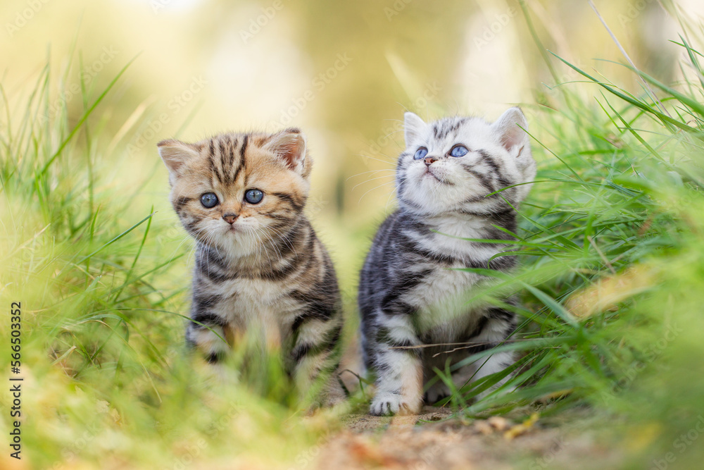 Obraz premium Katze, Britisch Kurzhaar Kätzchen sitzen auf grüner Wiese im Frühling