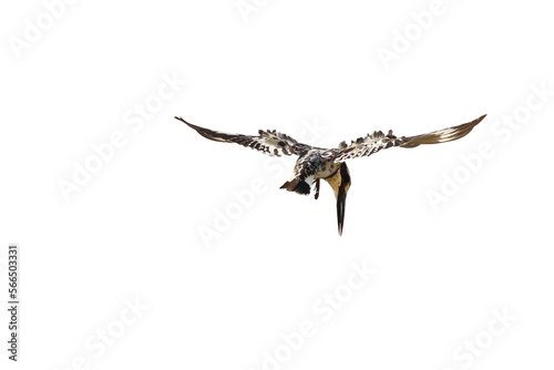 Pied kingfisher bird flying isolated on transparent background png file