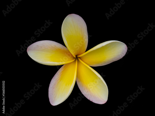 Tropical flower with a black background