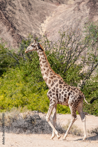 Impression of an Angolan Giraffe - Giraffa giraffa angolensis - wandering through the desert in north western  Namibia.