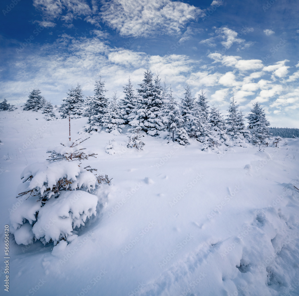 Trekking in winter mountain forest. Snowy morning landscape of Carpathian mountains. Beauty of nature concept background.