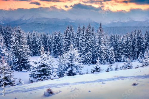 Trekking in winter forest. Dramatic sunset in mountain woodland. Picturesque outdoor scene of Carpathian mountains. Beauty of nature concept background.