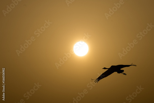 bird in the sunrise