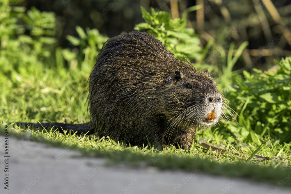 nutria in the grass nutria in the grass