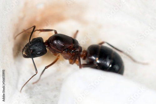 Gyne Camponotus barbaricus