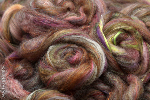 Stunning natural sheep wool fibres rolled up in a roving which has been made out of an art batt for hand spinning yarn on a spinning wheel. photo