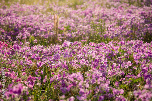 Sunlit Pink flowers along the roads in America 