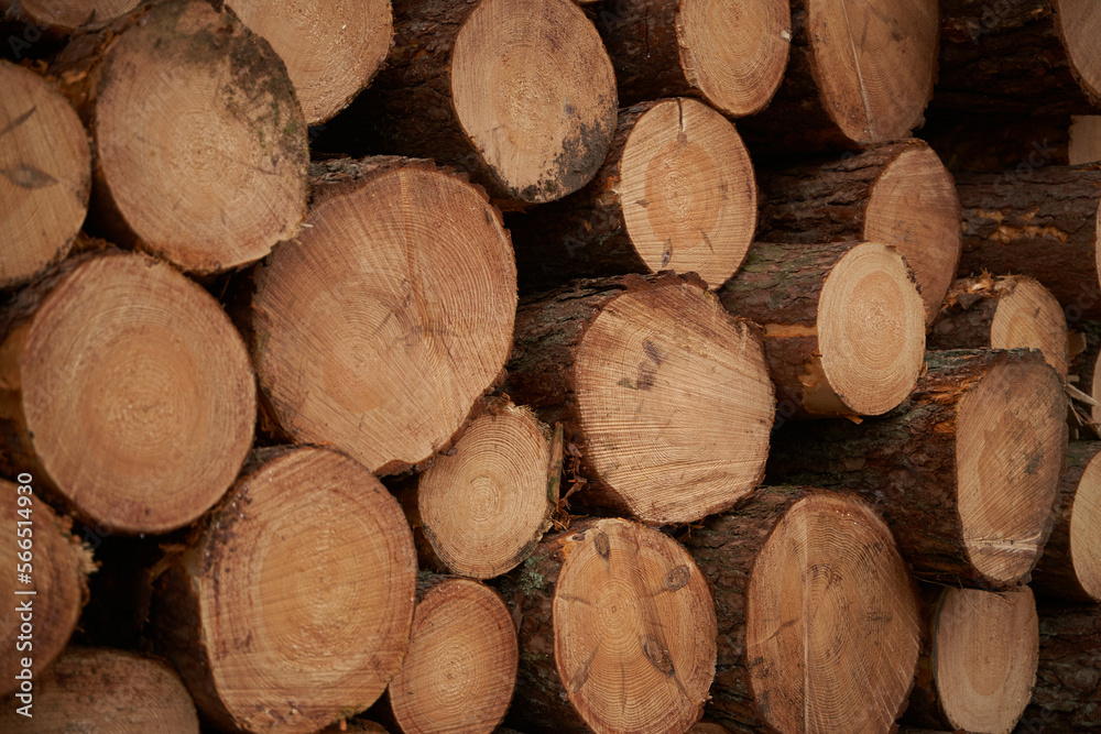 Renewable bio fuel preparation. Winter heating season. Wall of stacked wood logs. Renewable bio fuel preparation. Winter heating season. Wall of stacked wood logs.