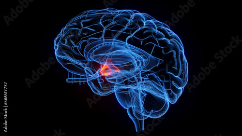3D rendered medical illustration of the hypothalamus