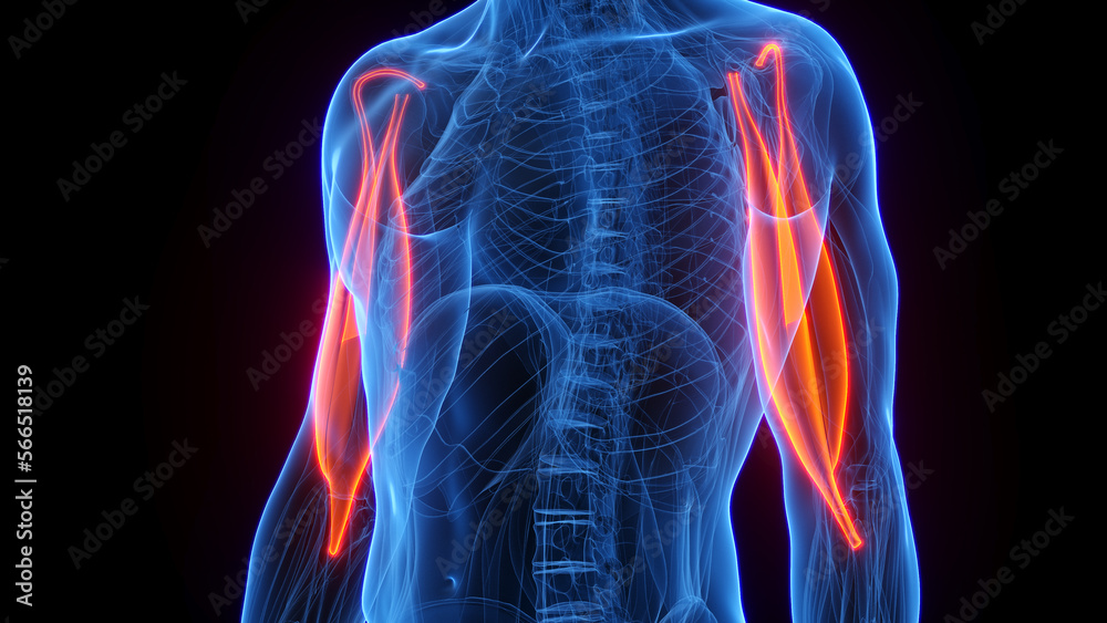 3D rendered medical illustration of a man's biceps 3D rendered medical illustration of a man's biceps