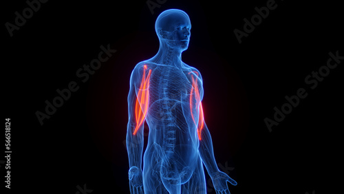 3D rendered medical illustration of a man's biceps