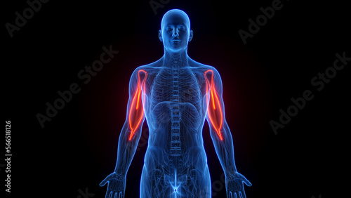 3D rendered medical illustration of a man's biceps