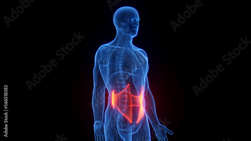 3D rendered medical illustration of a man's internal obliques