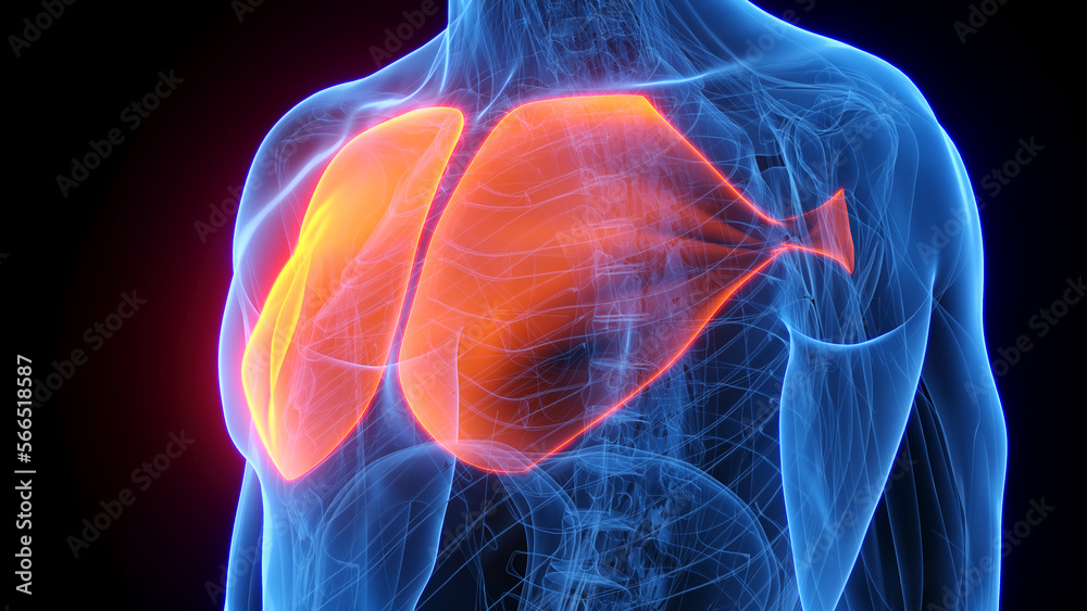 3D rendered medical illustration of a man's pectoralis major