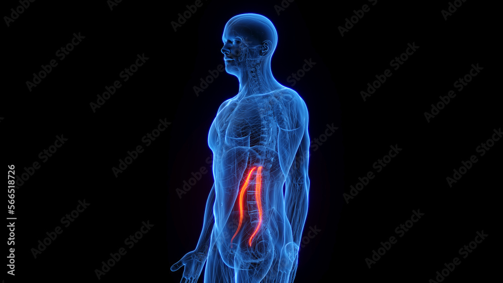 3D rendered medical illustration of a man's psoas minor