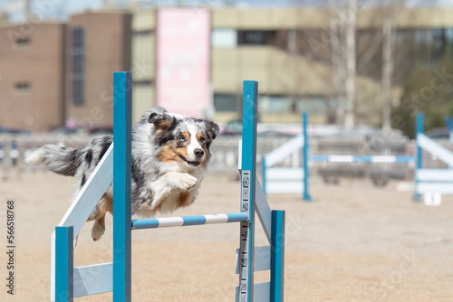 Australian shepherd jumps over an agility hurdle on a dog agility course