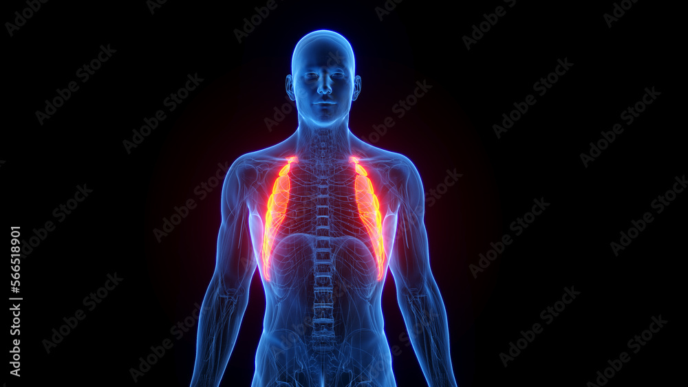 3D rendered medical illustration of a man's serratus anterior 3D rendered medical illustration of a man's serratus anterior