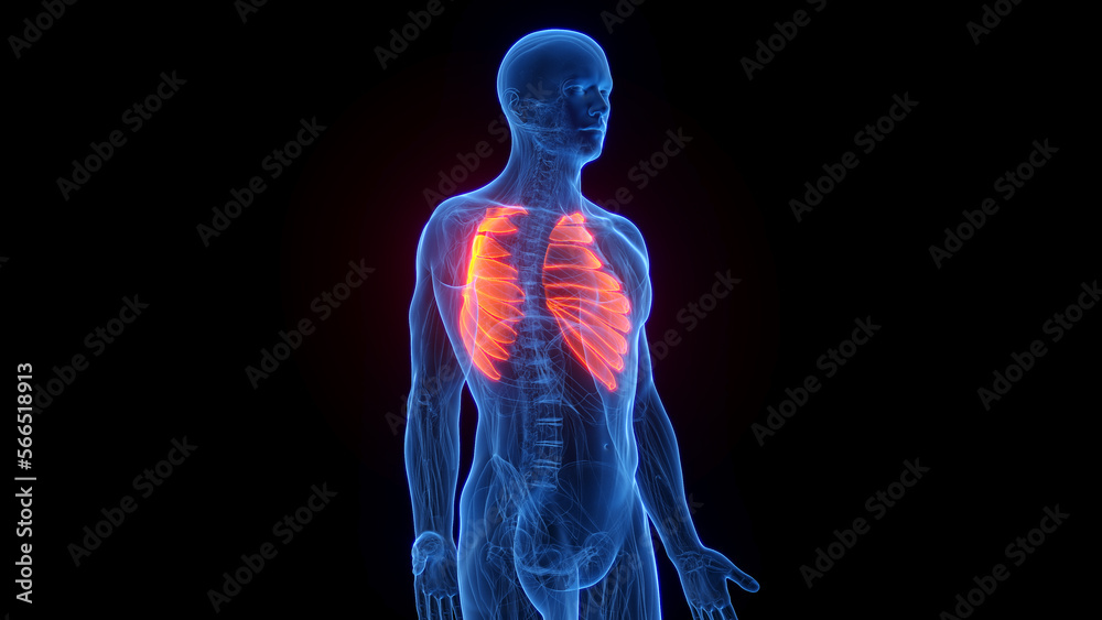 3D rendered medical illustration of a man's serratus anterior 3D rendered medical illustration of a man's serratus anterior