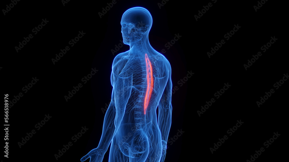 3D rendered medical illustration of a man's spinalis thoracis 3D rendered medical illustration of a man's spinalis thoracis
