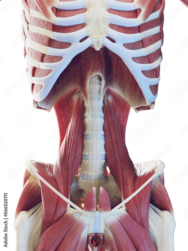 3D Rendered Medical Illustration of a man's deep abdominal muscles