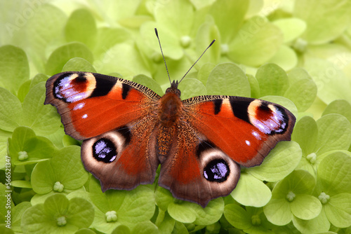 Schmetterling 1053 photo