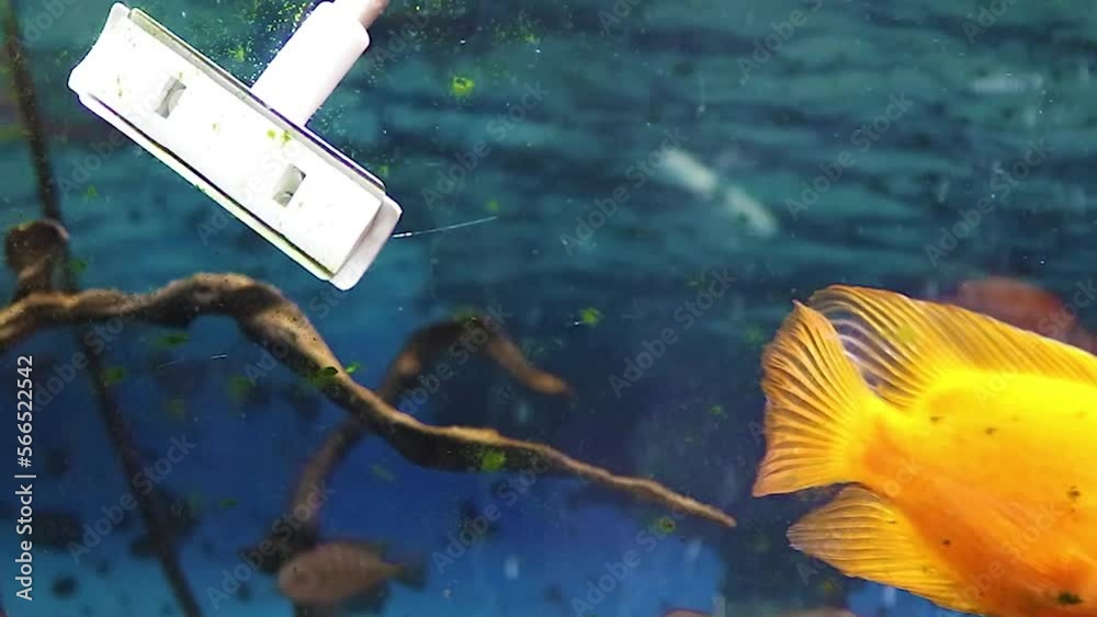 Cleaning the Glass of a Dirty Aquarium with a Special Scraper. We Clean