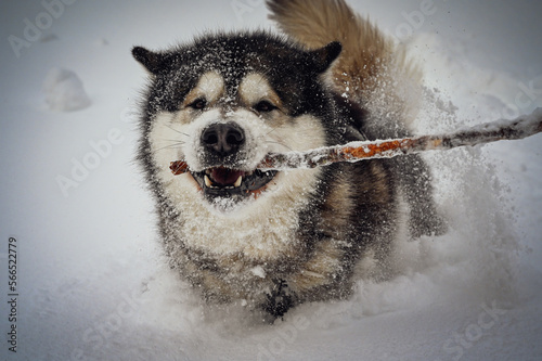 Alaskan malamute in the snow photo