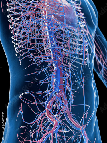 3D rendered medical illustration of a man's vascular system