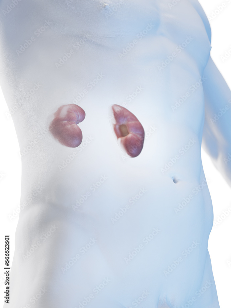 3D rendered medical illustration of a man's kidneys 3D rendered medical illustration of a man's kidneys