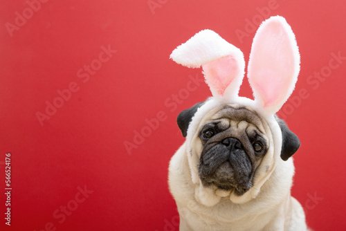 Beige pug dog with rabbit bunny ears on a red background. Easter concept. The concept of carnival, costume party, Halloween. copyspace. © Ekaterina