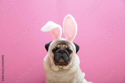 Beige pug dog with rabbit bunny ears on a pink background. Easter concept. The concept of carnival, costume party, Halloween. copyspace. © Ekaterina