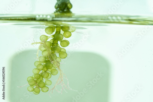 Photobioreactor in medical ...