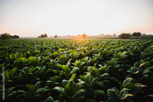 Landscape of tobacco plantation with sunlight on sunset time