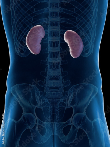 3D rendered medical illustration of a man's kidneys