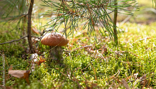 Mushroom hog in the natural environment - forest. Sunny weather.