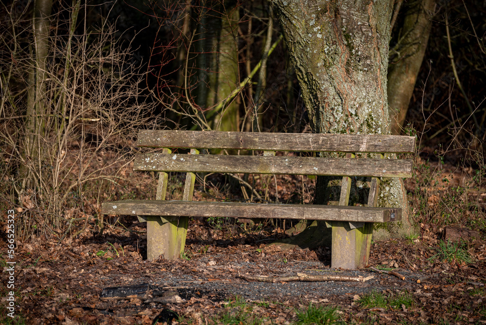 Eine leere Parkbank aus Holz auf der Lichtung eines Laubwaldes im Herbst oder Winter Eine leere Parkbank aus Holz auf der Lichtung eines Laubwaldes im Herbst oder Winter