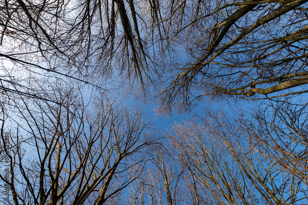 Die filigranen, laublosen Äste und Zweige der Baumkronen eines Laubwaldes in Unteransicht vor blauem, wolkenlosem Himmel im Winter oder Herbst Die filigranen, laublosen Äste und Zweige der Baumkronen eines Laubwaldes in Unteransicht vor blauem, wolkenlosem Himmel im Winter oder Herbst