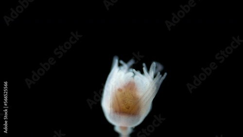 Hydrozoa of the family Tubulariidae under a microscope, possibly the genus Ectopleura. They have two corollas of tentacles with which they catch food. White Sea photo