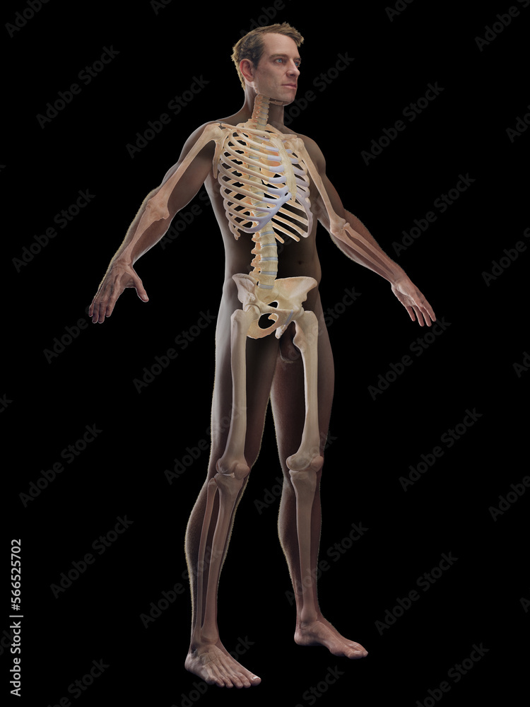 3D rendered medical illustration of a man's skeletal system