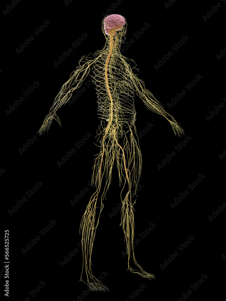 Obraz premium 3D rendered medical illustration of a man's nervous system