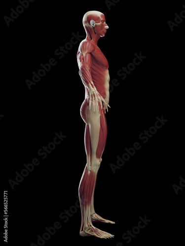3D rendered medical illustration of a man's muscular system