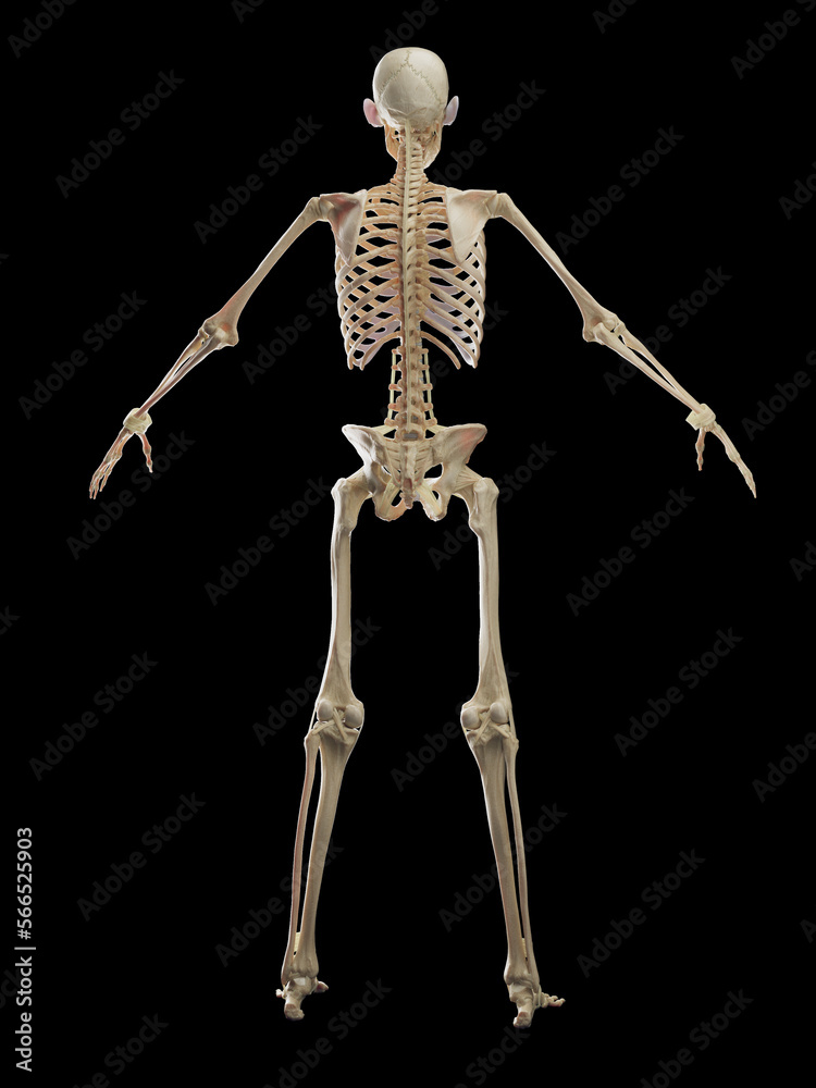 3D rendered medical illustration of a man's skeletal system 3D rendered medical illustration of a man's skeletal system