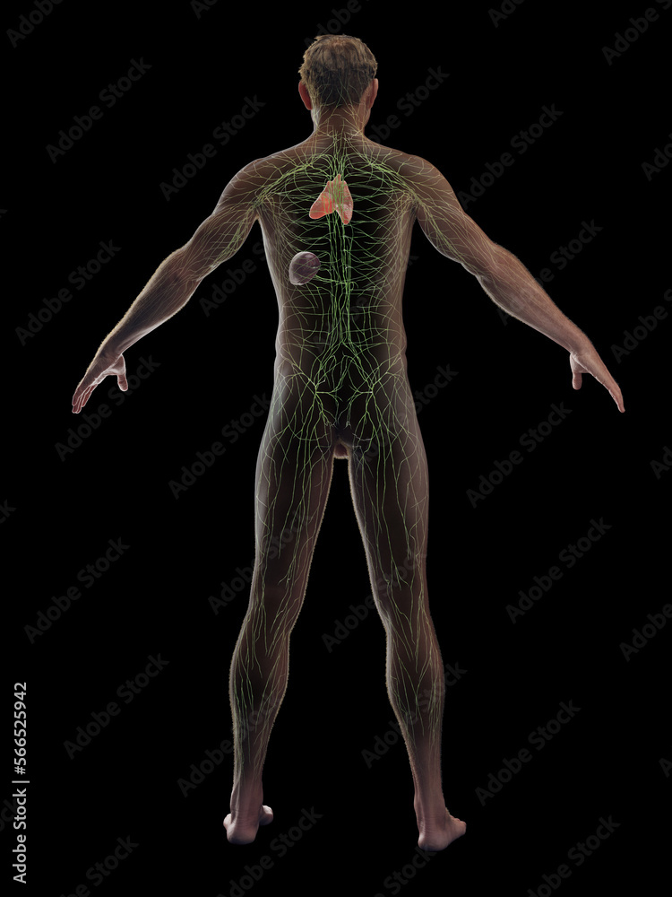 3D rendered medical illustration of a man's immune system 3D rendered medical illustration of a man's immune system