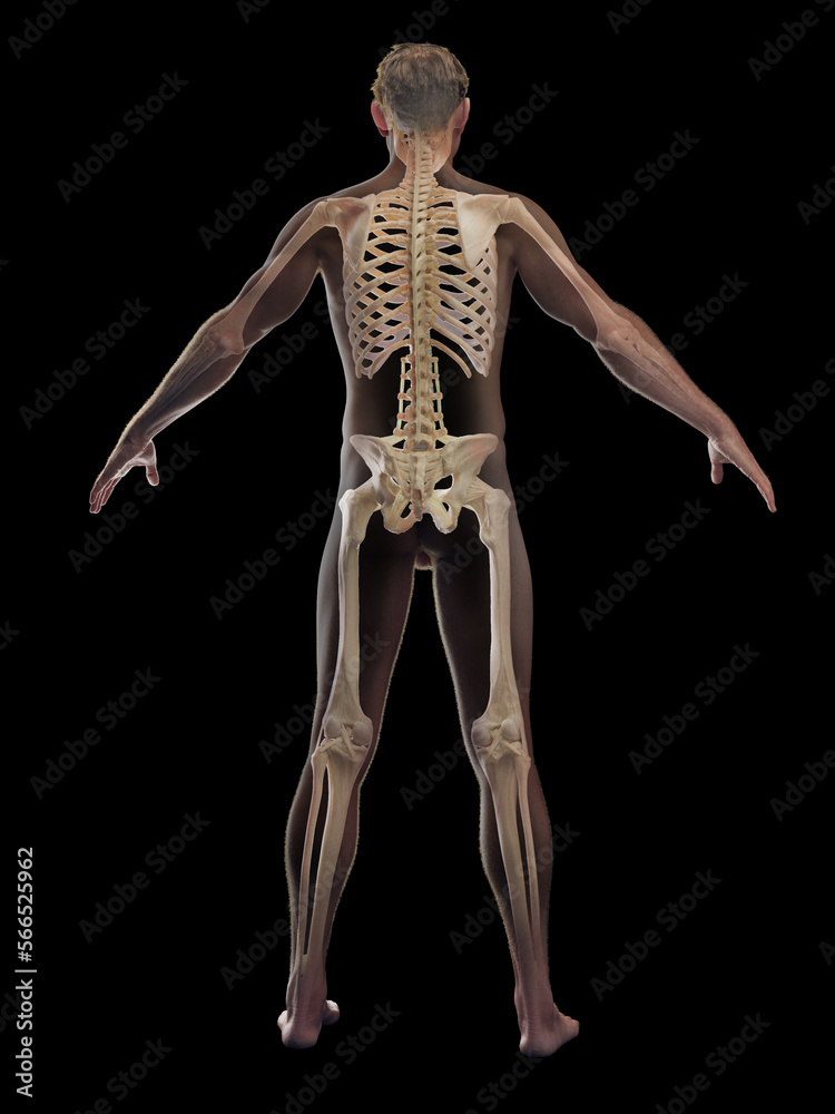 3D rendered medical illustration of a man's skeletal system 3D rendered medical illustration of a man's skeletal system