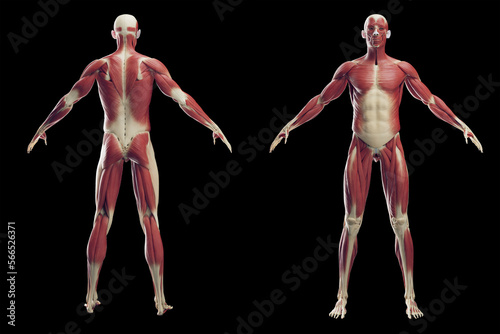 3D rendered medical illustration of a man's muscular system