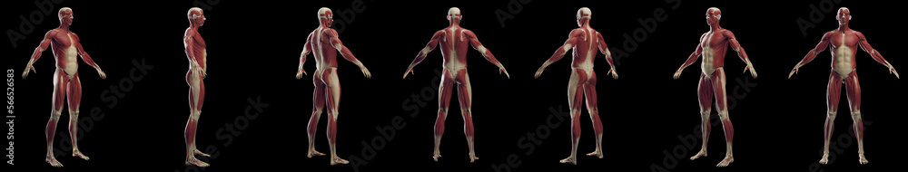 3D rendered medical illustration of a man's muscular system 3D rendered medical illustration of a man's muscular system