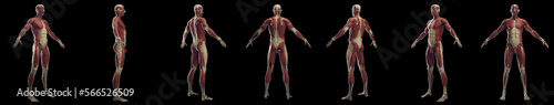 3D rendered medical illustration of a man's muscular system